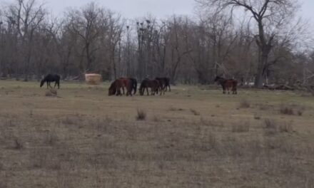 ARBDD: Caii semisălbăticiţi din Pădurea Letea şi Grindul Letea sunt în stare bună