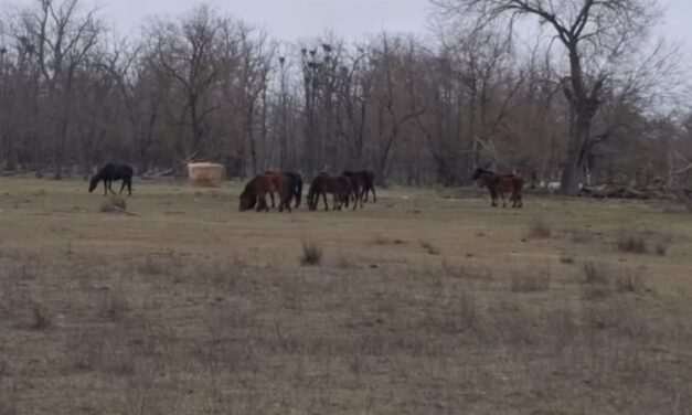 ARBDD: Caii semisălbăticiţi din Pădurea Letea şi Grindul Letea sunt în stare bună