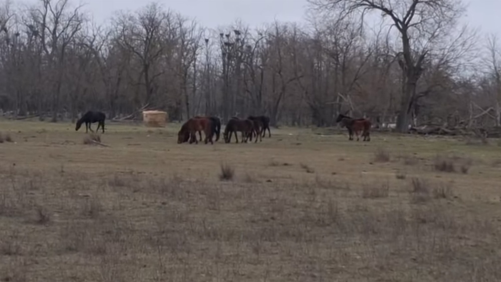 ARBDD: Caii semisălbăticiţi din Pădurea Letea şi Grindul Letea sunt în stare bună