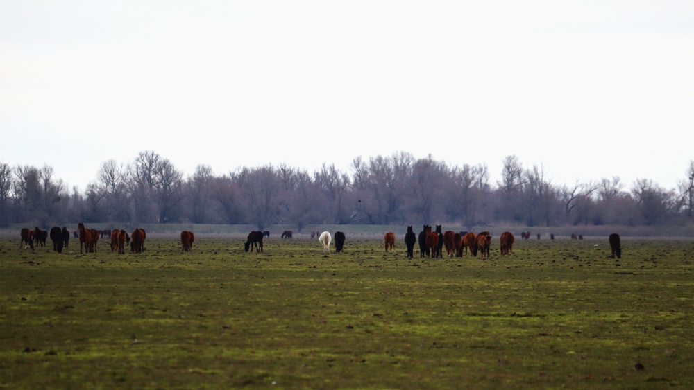 Caii din Grindul Dranov ar putea dispărea din zonă. Administraţia Deltei ia în calcul inundarea perimetrului