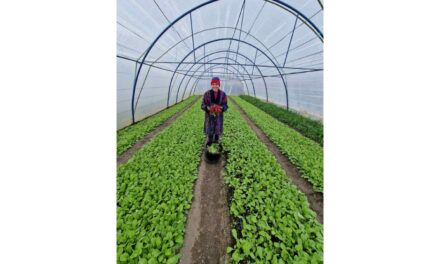 Legumicultorii din Tulcea, prinşi între scumpiri şi piaţa controlată de intermediari: „Preţurile nu le facem noi”