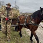 Dr. Ştefan Răileanu, despre situaţia cailor din Grindul Dranov: „Toţi au dat pe media păreri fără să fie realmente specialişti în medicină veterinară sau zootehnie”