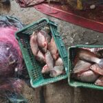 Percheziţii la Iazurile: aproape 300 kg de peşte, kilometri de setci şi 145 de păsări împuşcate găsite la domiciliile a trei bărbaţi