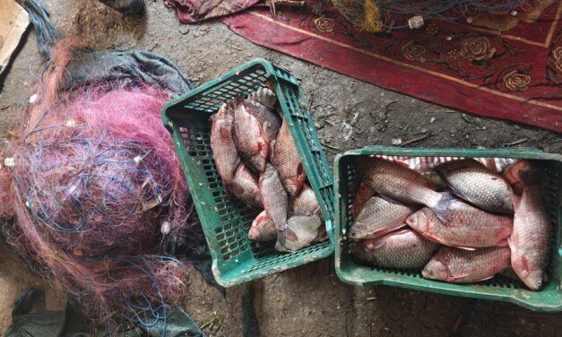 Percheziţii la Iazurile: aproape 300 kg de peşte, kilometri de setci şi 145 de păsări împuşcate găsite la domiciliile a trei bărbaţi