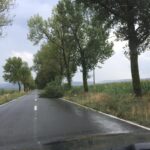 CJ Tulcea vrea sa taie 2.925 de copaci de pe marginea drumurilor judeţene. Reprezintă pericol pentru siguranţa şi circulaţia rutieră