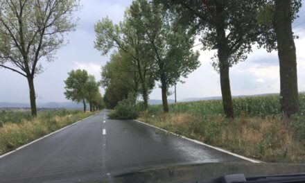 CJ Tulcea vrea sa taie 2.925 de copaci de pe marginea drumurilor judeţene. Reprezintă pericol pentru siguranţa şi circulaţia rutieră