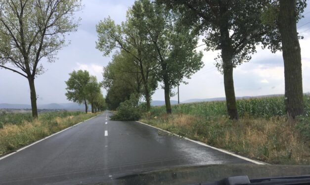 CJ Tulcea vrea sa taie 2.925 de copaci de pe marginea drumurilor judeţene. Reprezintă pericol pentru siguranţa şi circulaţia rutieră