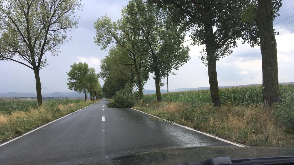 CJ Tulcea vrea sa taie 2.925 de copaci de pe marginea drumurilor judeţene. Reprezintă pericol pentru siguranţa şi circulaţia rutieră