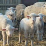 Crescătorii de oi din Stejaru şi războiul din Orientul Mijlociu: peste 50.000 de capete, pregătite pentru Algeria. Temeri pentru exportul de Paşte în Iordania şi ţările din Golf