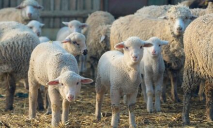 Crescătorii de oi din Stejaru şi războiul din Orientul Mijlociu: peste 50.000 de capete, pregătite pentru Algeria. Temeri pentru exportul de Paşte în Iordania şi ţările din Golf