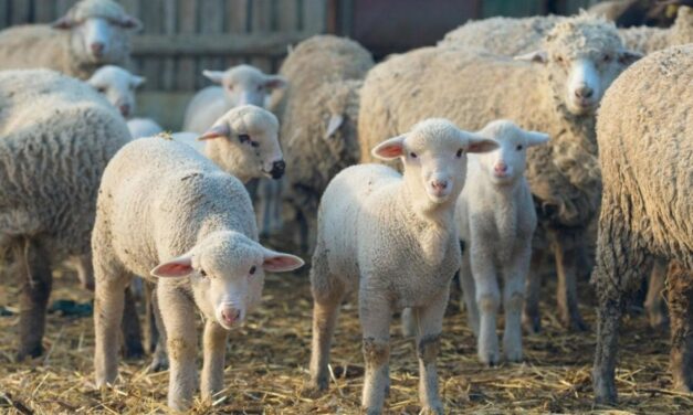 Crescătorii de oi din Stejaru şi războiul din Orientul Mijlociu: peste 50.000 de capete, pregătite pentru Algeria. Temeri pentru exportul de Paşte în Iordania şi ţările din Golf