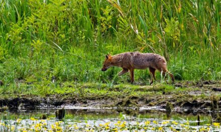 Atacul şacalilor: Primăriile din Delta Dunării şi limitrofe au trimis 60 de sesizări la ARBDD