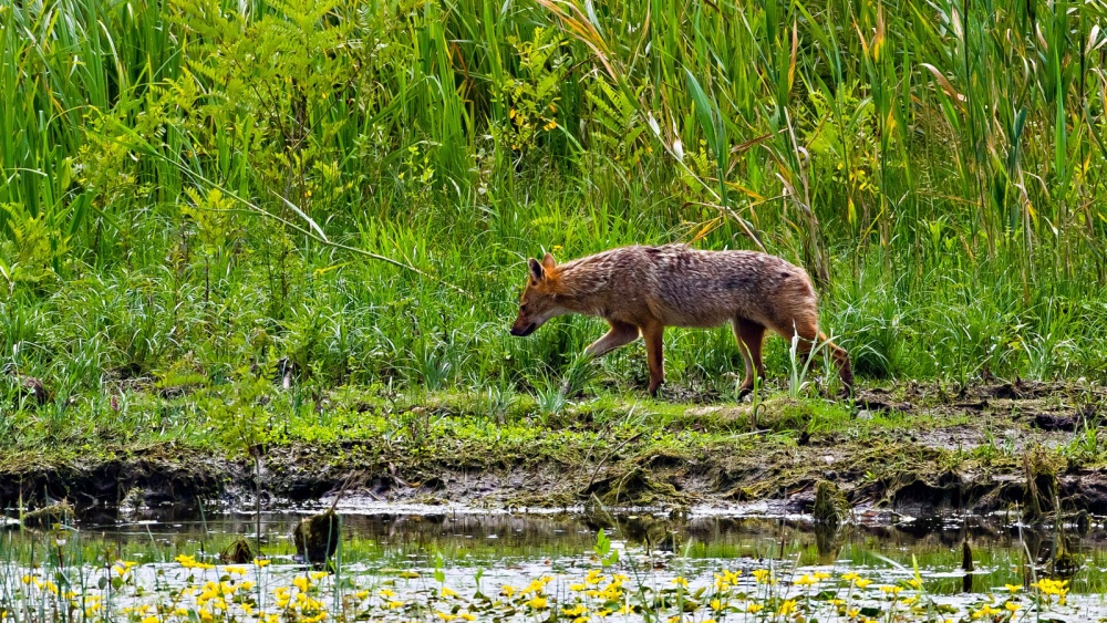 Atacul şacalilor: Primăriile din Delta Dunării şi limitrofe au trimis 60 de sesizări la ARBDD