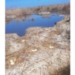 Inventar în Delta Dunării: 130 de pelicani creţi au sosit pentru cuibărit pe Insula Ceaplace