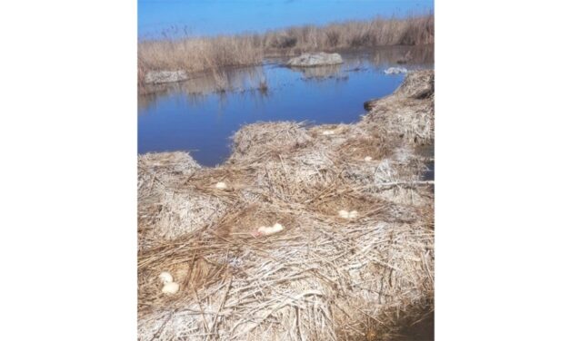 Inventar în Delta Dunării: 130 de pelicani creţi au sosit pentru cuibărit pe Insula Ceaplace