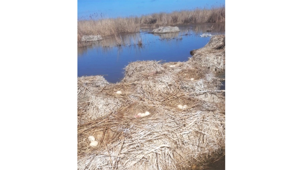 Inventar în Delta Dunării: 130 de pelicani creţi au sosit pentru cuibărit pe Insula Ceaplace