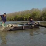 Peştele din Delta Dunării, exclus să fie exportat în China. E prea puţin!