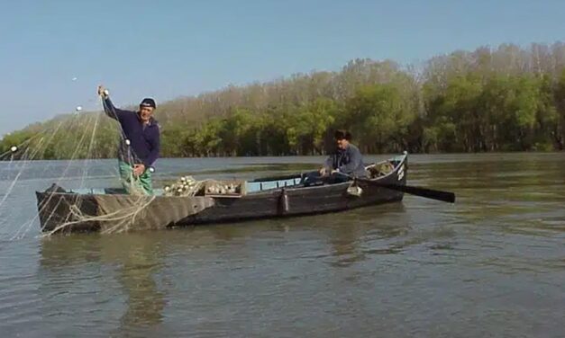Peştele din Delta Dunării, exclus să fie exportat în China. E prea puţin!