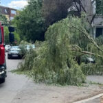 Primăria Tulcea pregăteşte noi reguli pentru tăierea arborilor din oraş: fără autorizarea prealabilă a unei comisii în situaţiile de urgenţă