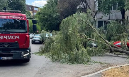 Primăria Tulcea pregăteşte noi reguli pentru tăierea arborilor din oraş: fără autorizarea prealabilă a unei comisii în situaţiile de urgenţă