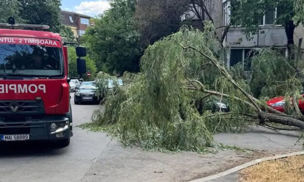 Primăria Tulcea pregăteşte noi reguli pentru tăierea arborilor din oraş: fără autorizarea prealabilă a unei comisii în situaţiile de urgenţă