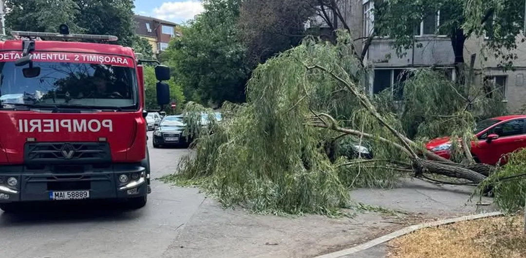 Primăria Tulcea pregăteşte noi reguli pentru tăierea arborilor din oraş: fără autorizarea prealabilă a unei comisii în situaţiile de urgenţă