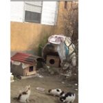 Mirosurile, zgomotul şi şobolanii, în topul reclamaţiilor la Direcţia de Sănătate Publică Tulcea