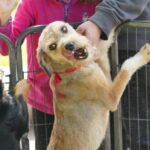 Târg de adopţii pentru căţei, săptămâna viitoare în Parcul Delta