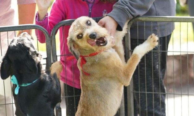 Târg de adopţii pentru căţei, săptămâna viitoare în Parcul Delta
