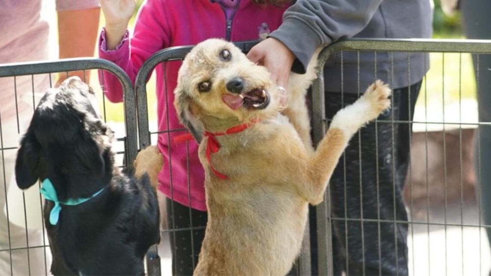 Târg de adopţii pentru căţei, săptămâna viitoare în Parcul Delta