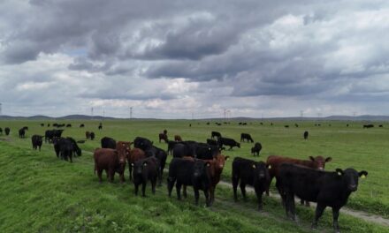 Viorel-Alexandru Mărculescu, din Smârdan, în topul crescătorilor de bovine de carne din România