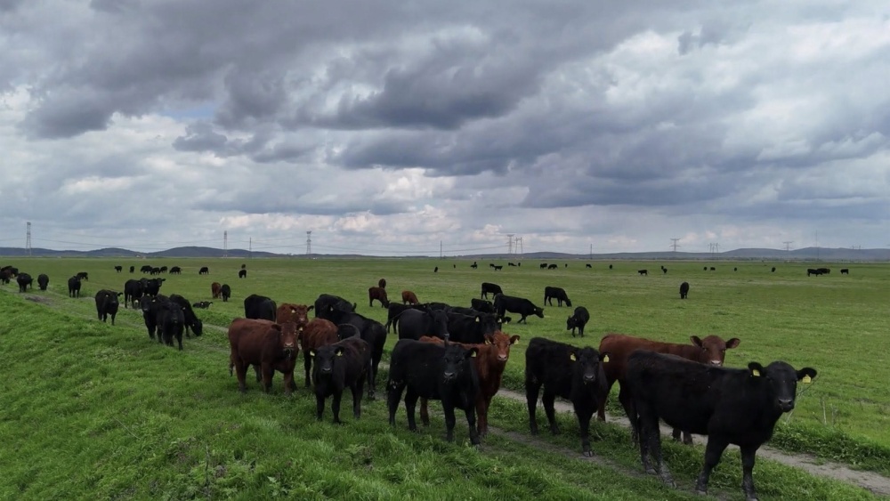 Viorel-Alexandru Mărculescu, din Smârdan, în topul crescătorilor de bovine de carne din România