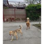 Câinii cu stăpân lăsaţi pe stradă, pericol pentru vecini şi trecători