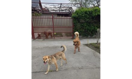 Câinii cu stăpân lăsaţi pe stradă, pericol pentru vecini şi trecători