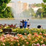 Parcul Rosarium din municipiu, în cea mai frumoasă perioadă a anului. Vizitatorii şi turiştii s-au fotografiat printre trandafirii înfloriţi
