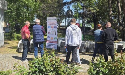 Târg de adopţii în Parcul Delta: O nouă şansă pentru căţeii fără familie