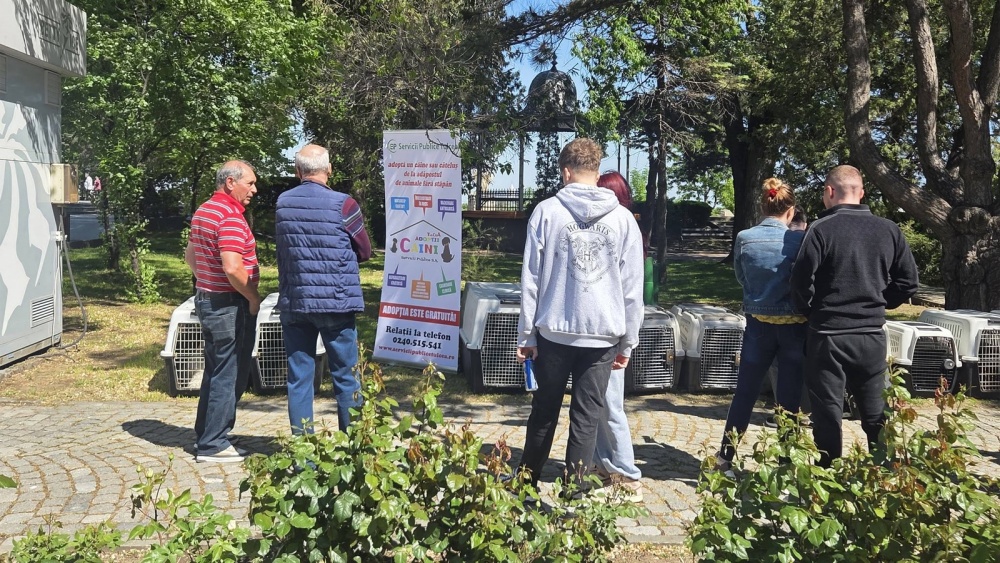 Târg de adopţii în Parcul Delta: O nouă şansă pentru căţeii fără familie