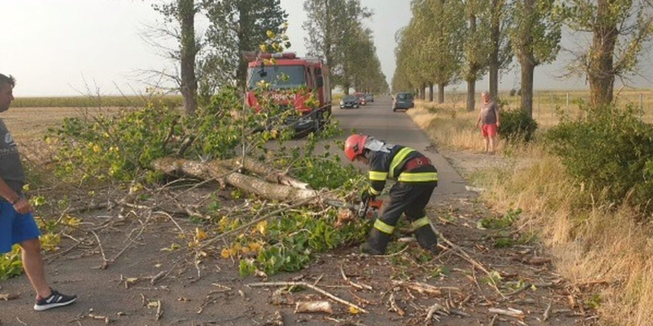 Aproape 3.000 de arbori de pe drumurile judeţene din Tulcea, scoşi la licitaţie publică
