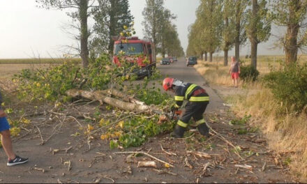 Aproape 3.000 de arbori de pe drumurile judeţene din Tulcea, scoşi la licitaţie publică
