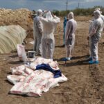 Fraudă cu despăgubiri la pesta micilor rumegătoare: Oi care apar ucise într-un focar din Tulcea, găsite într-o fermă din Cluj