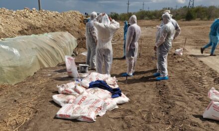 Fraudă cu despăgubiri la pesta micilor rumegătoare: Oi care apar ucise într-un focar din Tulcea, găsite într-o fermă din Cluj