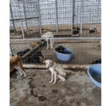 Dosar penal pentru schingiuirea şi uciderea animalelor la un adăpost privat din Dăeni