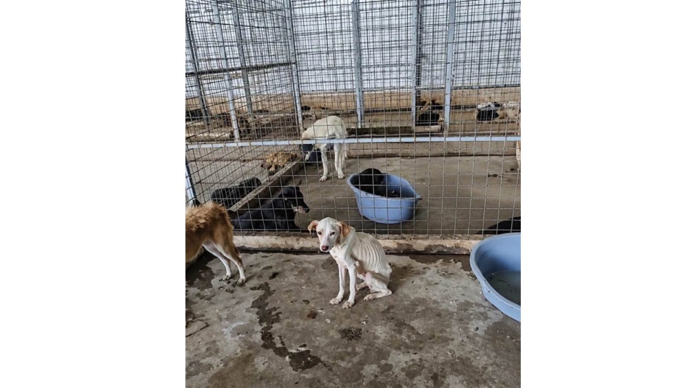 Dosar penal pentru schingiuirea şi uciderea animalelor la un adăpost privat din Dăeni
