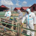 Patru focare de variolă ovină şi caprină, confirmate în judeţul Tulcea. Peste 100 de medici veterinari s-au mobilizat pentru eradicarea bolii