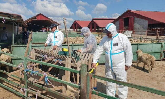 Patru focare de variolă ovină şi caprină, confirmate în judeţul Tulcea. Peste 100 de medici veterinari s-au mobilizat pentru eradicarea bolii