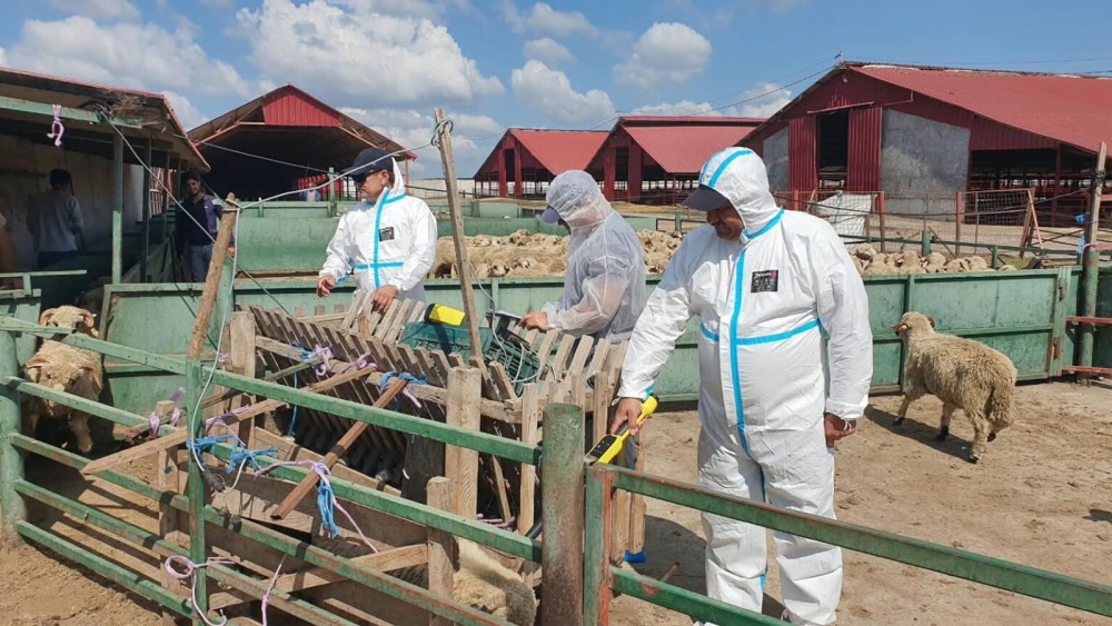 Patru focare de variolă ovină şi caprină, confirmate în judeţul Tulcea. Peste 100 de medici veterinari s-au mobilizat pentru eradicarea bolii