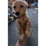 Tedy îşi caută o nouă casă şi o familie iubitoare