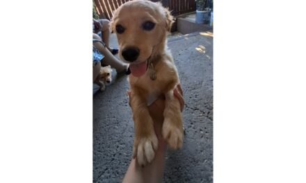 Tedy îşi caută o nouă casă şi o familie iubitoare