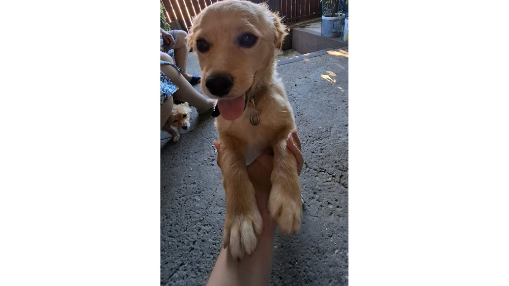 Tedy îşi caută o nouă casă şi o familie iubitoare
