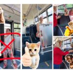 Transport Public Tulcea face educaţie pe Tik-Tok: o tânără cu părul roz îi învaţă pe călători regulile de bun-simţ în autobuze cu ajutorul stickerelor cu pisici şi căţei